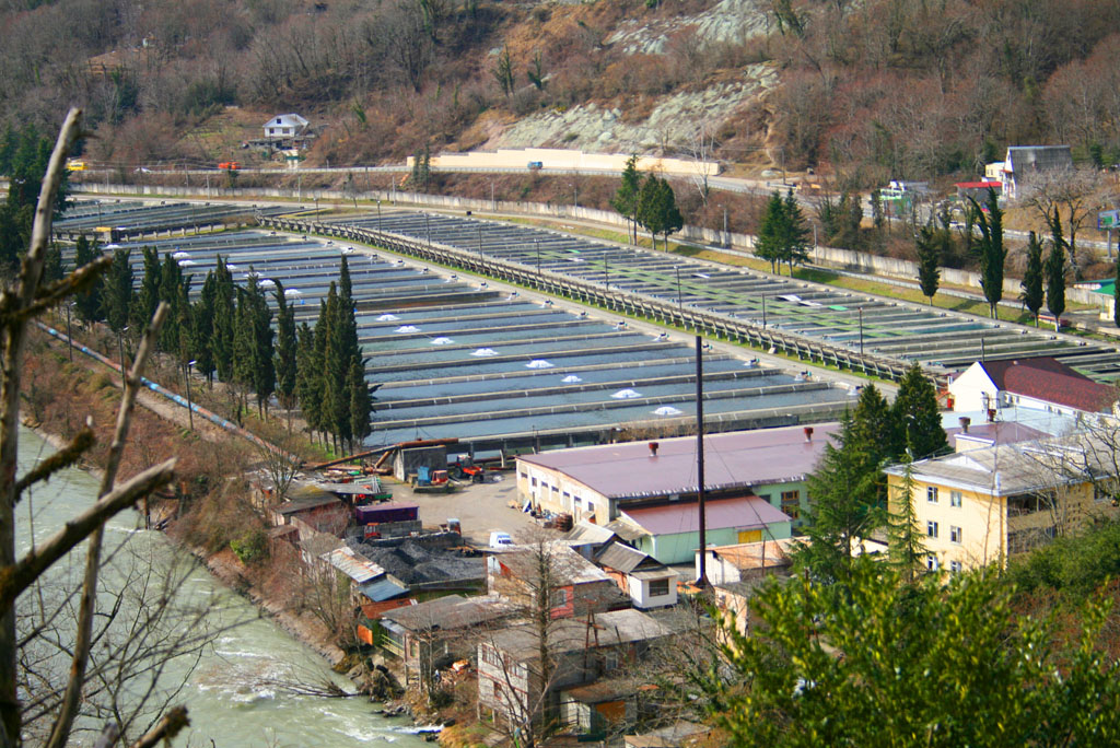 Forelevoe hozyaistvo